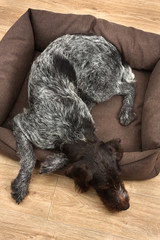 hunting dog sleeps in a dog bed