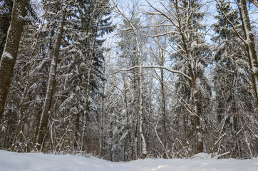 A beautiful, snowy, winter forest on a sunny day