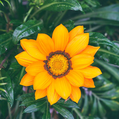 Bright orange-yellow blooming flower Gazania