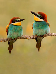 Couple of bee-eaters