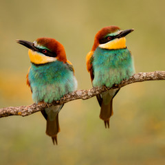 Couple of bee-eaters