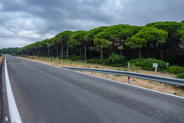 Empty road in the middle of pine tree forest