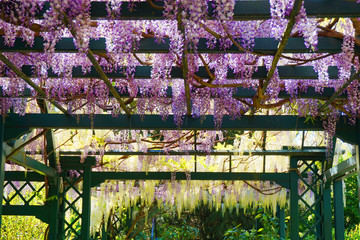 wisteria plant with flowers