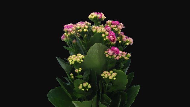 Time-lapse of opening pink kalanchoe flower 1b4 in 4K PNG+ format with ALPHA transparency channel isolated on black background