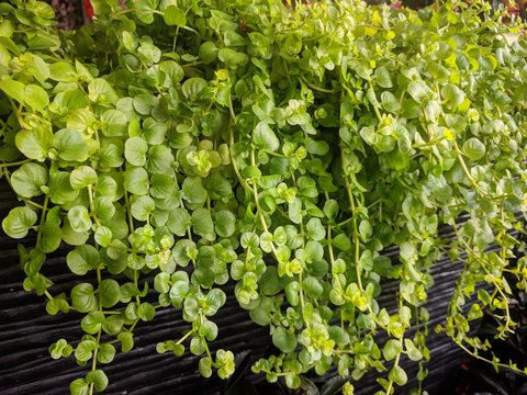Close up of trailing Golden creeping Jenny (Lysimachia nummularia &lsquo;Aurea&rsquo;)