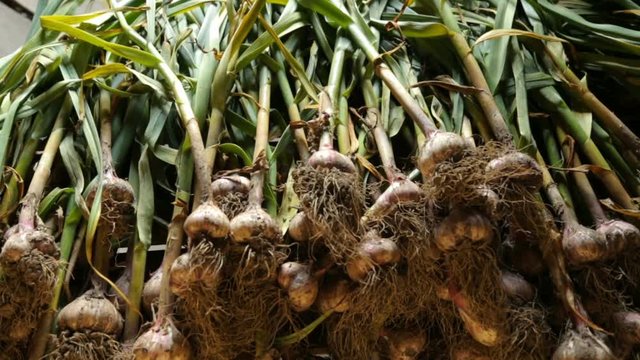 Fresh garlic drying outside