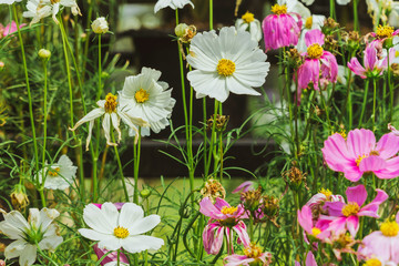 Colorful of Sulfur Cosmos flowers on a rack decorate in park.