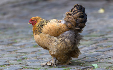 Full body of brown chicken hen standing