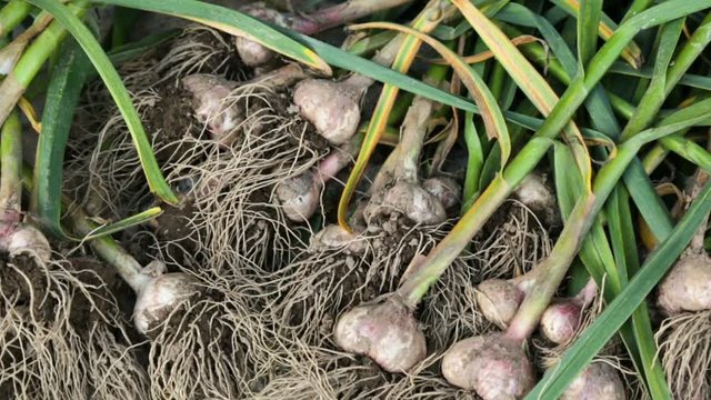 Fresh garlic drying outside