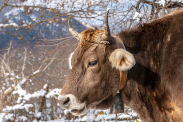 Cow on the snow