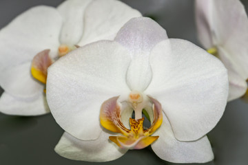 Closeup of white phalaenopsis orchid flower Phalaenopsis known as the Moth Orchid or Phal on the grey background. Selective focus.