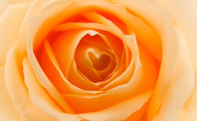 Obraz na płótnie Canvas orange and yellow rose 