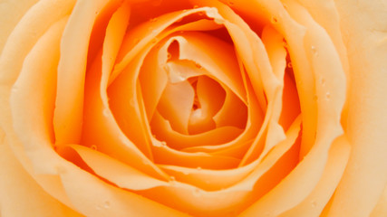 orange and yellow rose 