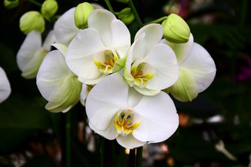 Fototapeta na wymiar Weiße edle Orchidee vor dunklen Hintergrund