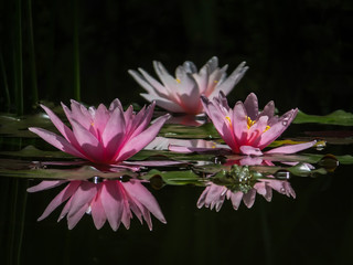Panele Szklane  Trzy piękne różowe lilie wodne lub kwiaty lotosu Marliacea Rosea w magicznym stawie. Dwie nimfy odbite w wodzie. Żaby siedzą na liściach. Selektywne skupienie. Jest miejsce na tekst.