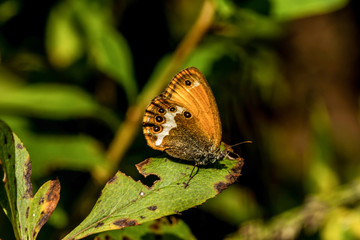 Obraz premium Weißbindiges Wiesenvögelchen