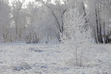 Beautiful winter frosty forest covered with snow and hoarfrost