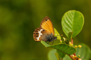 Weißbindiges Wiesenvögelchen