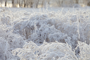 Beautiful winter frosty forest covered with snow and hoarfrost