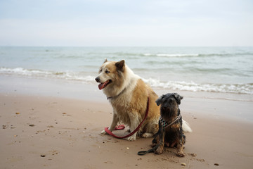 Large and small mixed breed dogs sitting on the beautiful beach