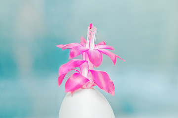 red flower Schlumbergera bloomed in winter