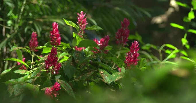 Wild Bunch of Tropical Pink Flowers in Sunlight in Forest, 4K60p 