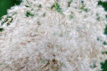 In selective focus of white wild grass flower blossom in a jungle with nature background 