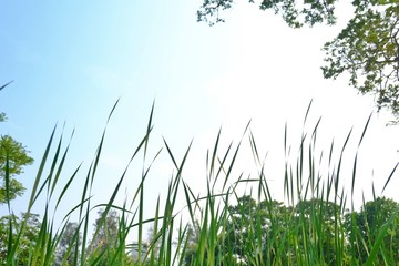 Wild grass growing in a field with blur tropical trees and blue white sky in bright day 