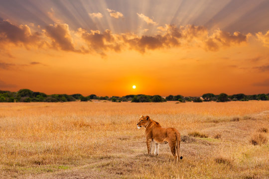 Fototapeta Lioness in the African savanna at sunset. Kenya