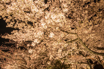 東寺の夜桜ライトアップ