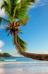 Coco palm on tropical beach. Summer vacation and travel concept.  