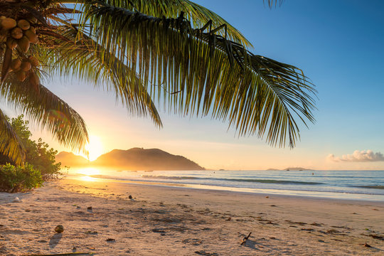 Tropical beach at sunrise with palms in Jamaica island. Summer vacation and travel concept. © lucky-photo