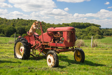 Dog on Vintage red tractor in landscape