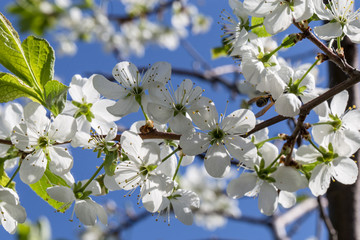 Flower of cherry wood.