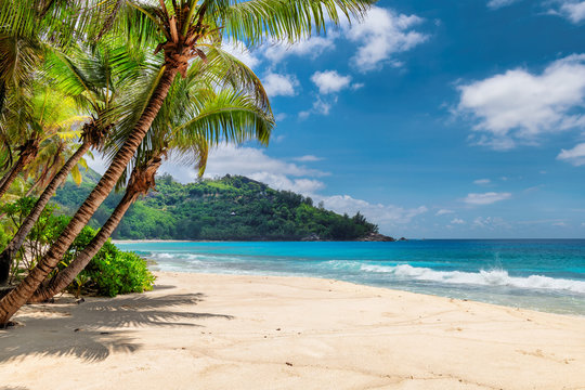 Beautiful beach with palms and turquoise sea in Jamaica island. © lucky-photo