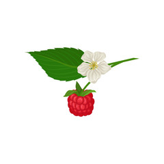 Juicy raspberry hanging on sprig with green leaf and small flower. Ripe summer berry. Organic food. Flat vector icon