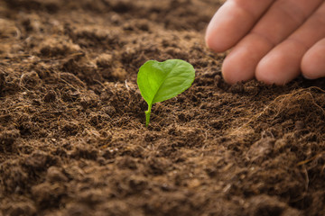 Small, green lemon plant evolve in ground. Early spring preparations for garden season.