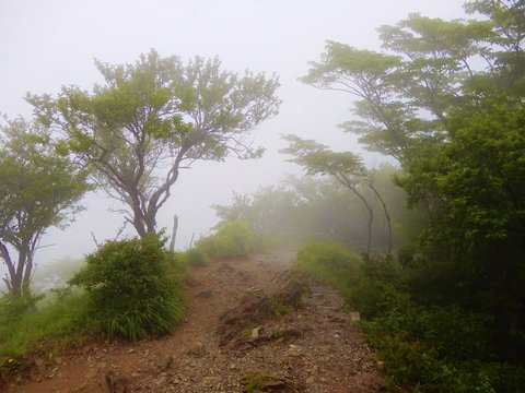 Fototapeta 塔ノ岳の霧の山道