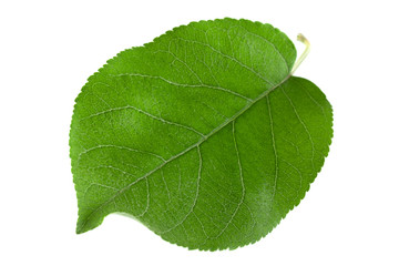 Fototapeta na wymiar Apple leaf isolated on white