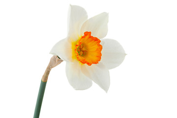Narcissus spring flower on white - obrazy, fototapety, plakaty