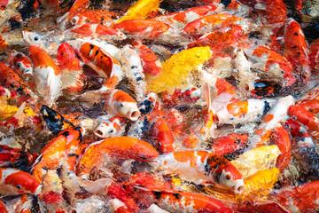 Obraz na płótnie Canvas Colorful Koi fish in pond background.