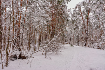 Landscape. nature. Forest. Winter. Snow covered forest. Snow covered trees.
