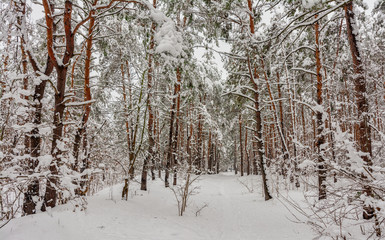 Landscape. nature. Forest. Winter. Snow covered forest. Snow covered trees.