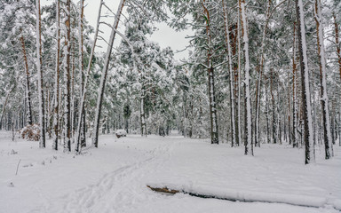 Landscape. nature. Forest. Winter. Snow covered forest. Snow covered trees.