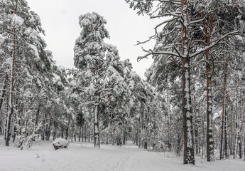 Landscape. nature. Forest. Winter. Snow covered forest. Snow covered trees.