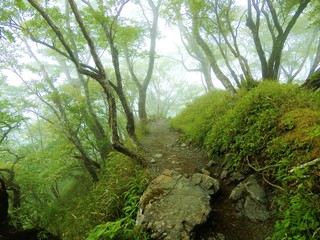 Fototapeta na wymiar 塔ノ岳の霧の山道