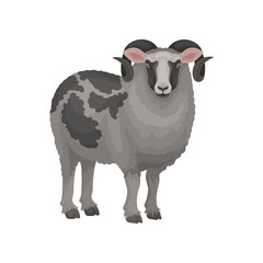 Detailed flat vector icon of male sheep. Ram with curved horns and gray woolly coat with black spots. Domestic animal