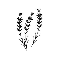 Lavender vector icon on white background. - 243259829