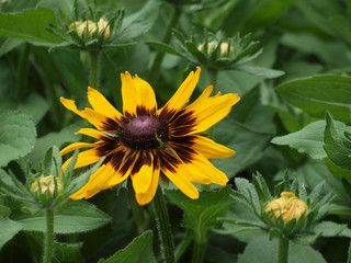 Rudbeckia hirta 'capuccino' - Gros plan sur Rudbeckie hérissée 'Capuccino' aux grandes ligules jaunes orangées maculées de rouge brun rouillé avec un coeur brun café