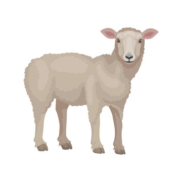 Detailed flat vector design of young lamb, side view. Sheep with beige wool coat. Domestic animal. Livestock farming